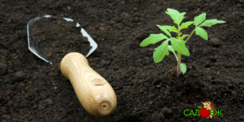 Повышение плодородия почвы: 3 эффективных метода