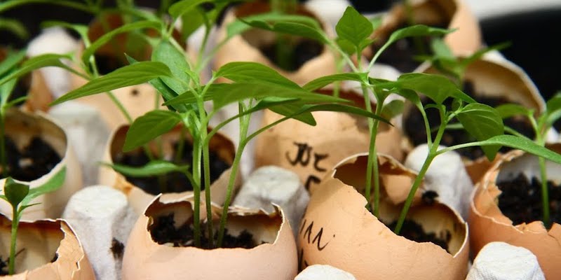 Выращивание рассады в яичной скорлупе