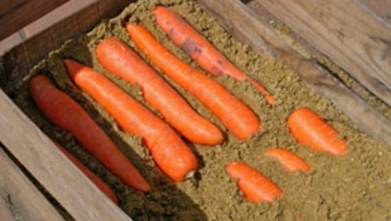 Хранение моркови на балконе