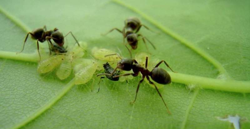 Борьба с муравьями