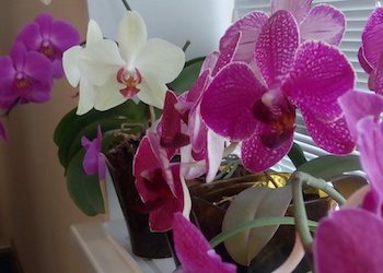 Подкормка орхидеи чесноком с янтарной кислотой
