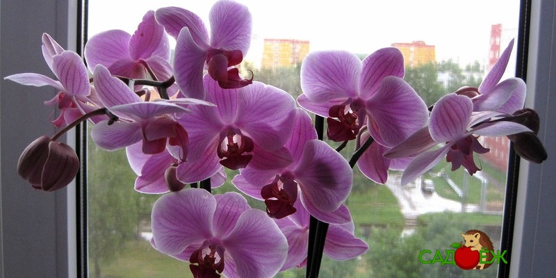 Можно ли пересаживать цветущую орхидею?