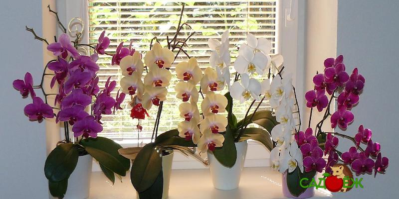 Подкормка орхидеи перекисью водорода