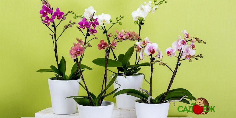 Как заставить цвести орхидею?