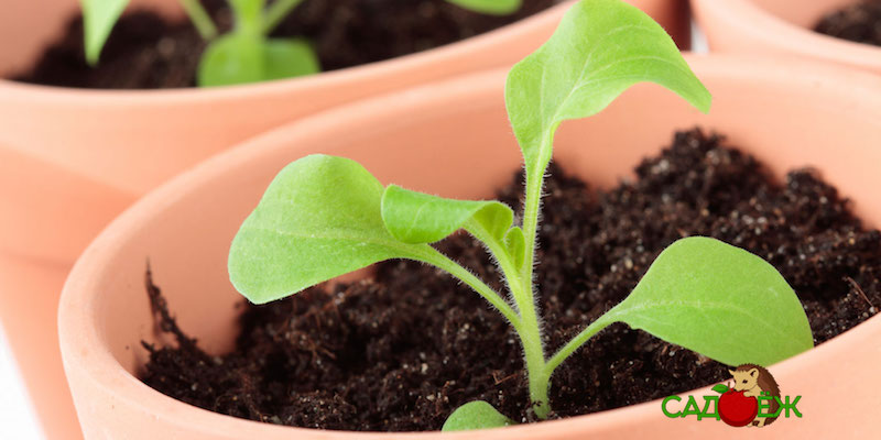 Выращивание рассады петунии: что делать нельзя?