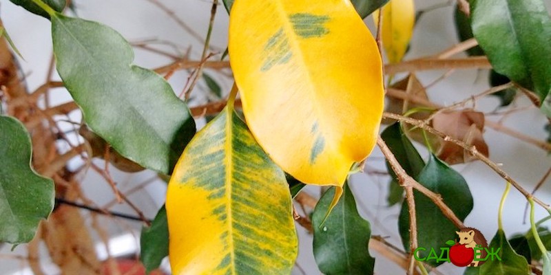 Почему желтеют и опадают листья у фикуса?