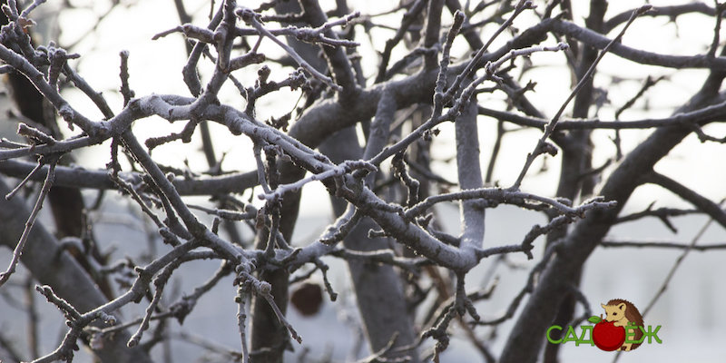 Как защитить деревья от морозов?