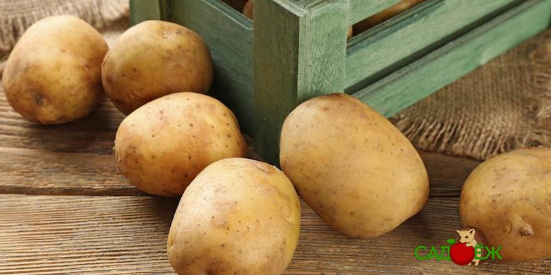 Хранение картофеля зимой: что делать нельзя?
