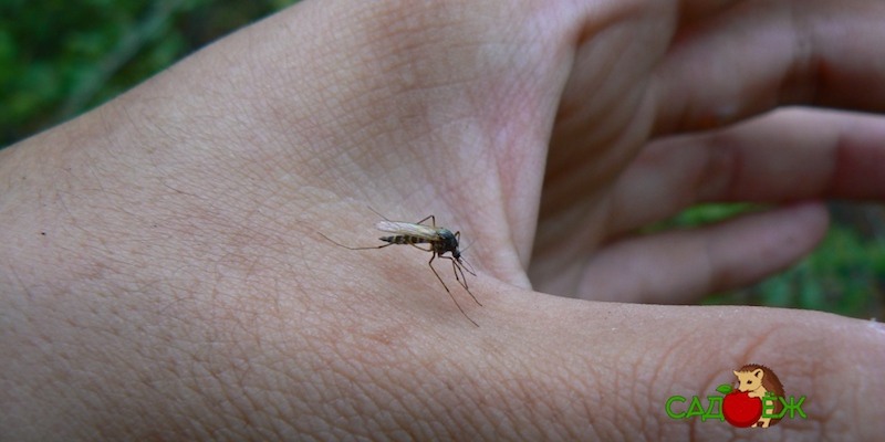 Как избавиться от комаров на даче: народное средство