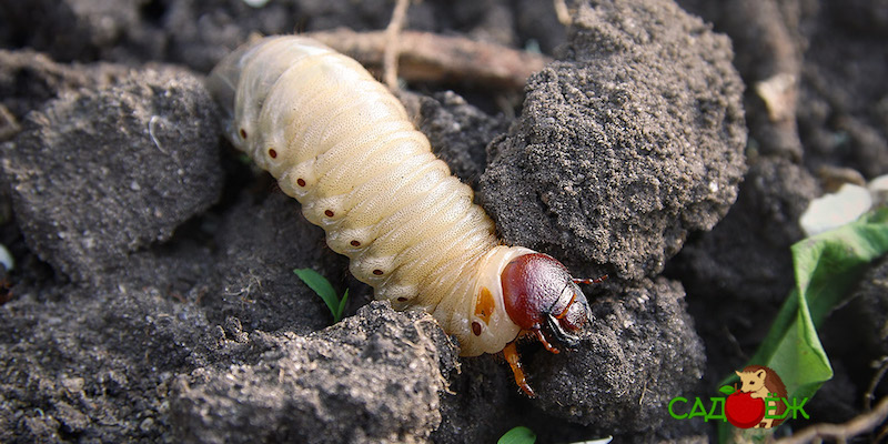 Как избавиться от личинок майского жука на огороде?