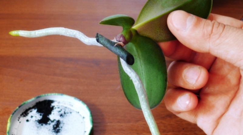 Размножение орхидеи пошагово