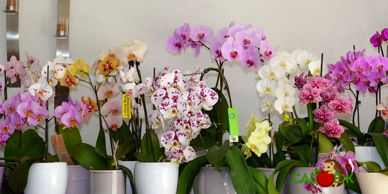 Орхидея Фаленопсис — 9 направлений домашнего ухода