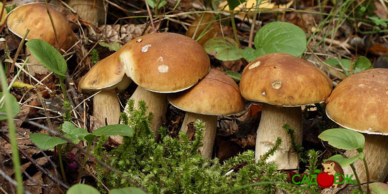 Как вырастить грибы на даче?