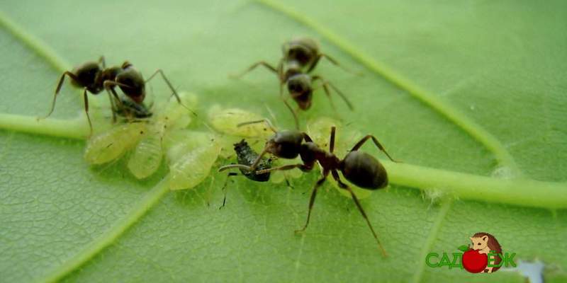Как избавиться от тли и муравьев на плодовых деревьях?
