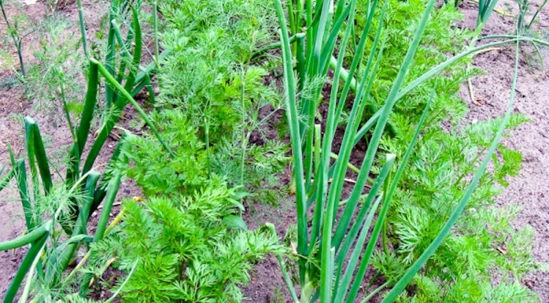 Совместные посадки: лук и морковь