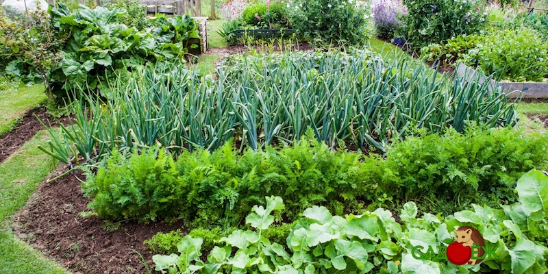Совместные посадки овощей на грядке: что с чем посадить?