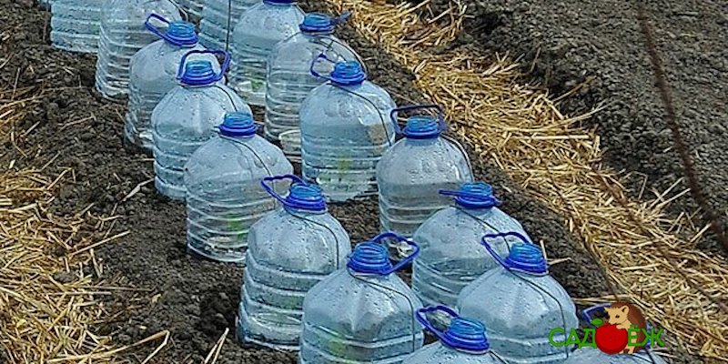 Выращивание огурцов в пластиковых 5-литровых бутылках