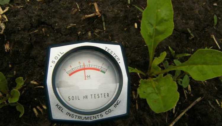 Как определить кислотность почвы в огороде