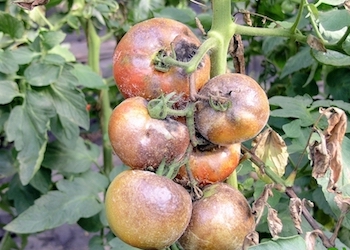 Чем обработать помидоры от фитофторы: 5 народных средств