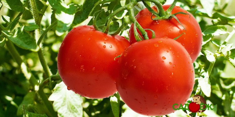 Что сделать, чтобы помидоры выросли сладкими и вкусными?