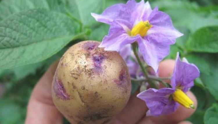 Применение цветков картофеля в народной медицине