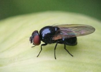 Как избавиться от луковой мухи в огороде