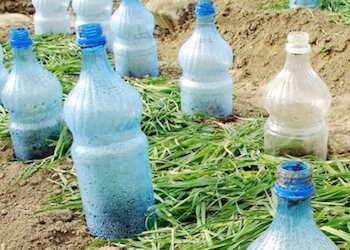 Использование пластиковых бутылок в саду и огороде