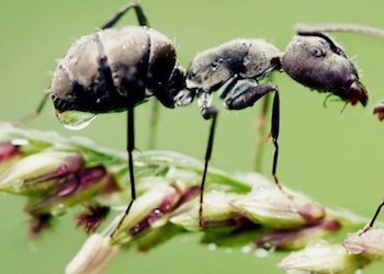Как избавиться от муравьев в огороде навсегда