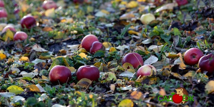 Почему опадают яблоки с яблони раньше поспевания и что делать?