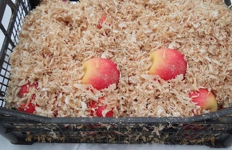 Хранение яблок в ящиках с опилками