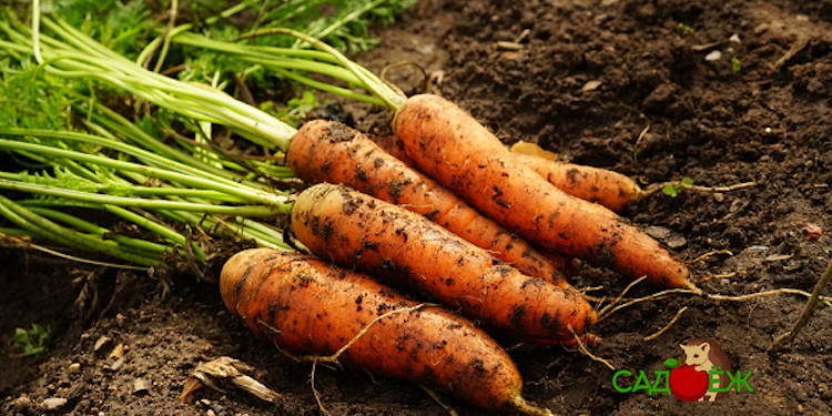 Как правильно обрезать ботву у моркови для хранения?