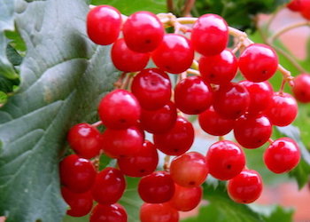 Полезные свойства ягод калины красной для здоровья