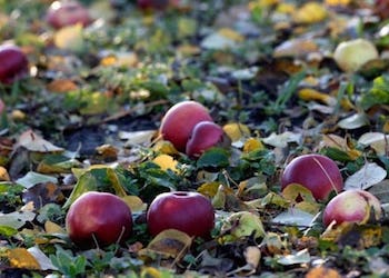 Почему опадают яблоки с яблони раньше поспевания и что делать?