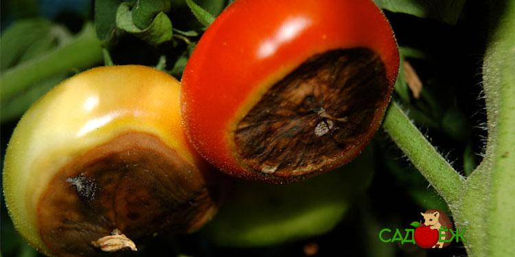 Вершинная гниль томатов в теплице и открытом грунте: лечение и профилактика