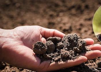 Как определить кислотность почвы с помощью смородинового листа?
