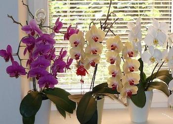Подкормка орхидеи перекисью водорода