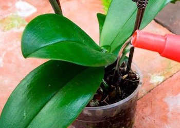 7 ошибок при выращивании орхидеи