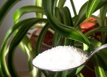 Сахарная подкормка для комнатных растений