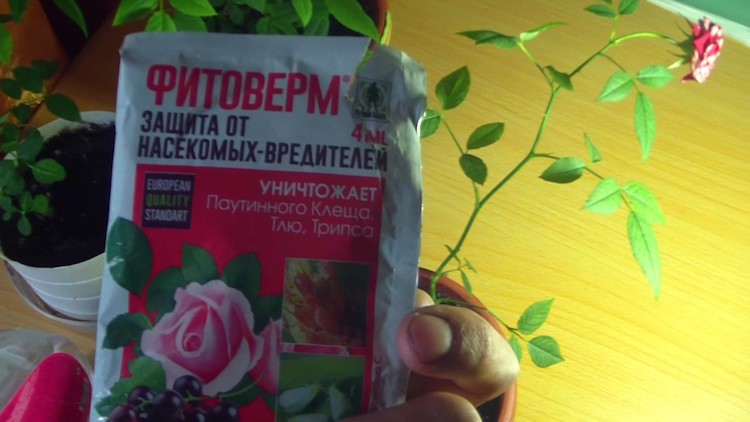 Чем обработать комнатную розу от паутинного клеща?