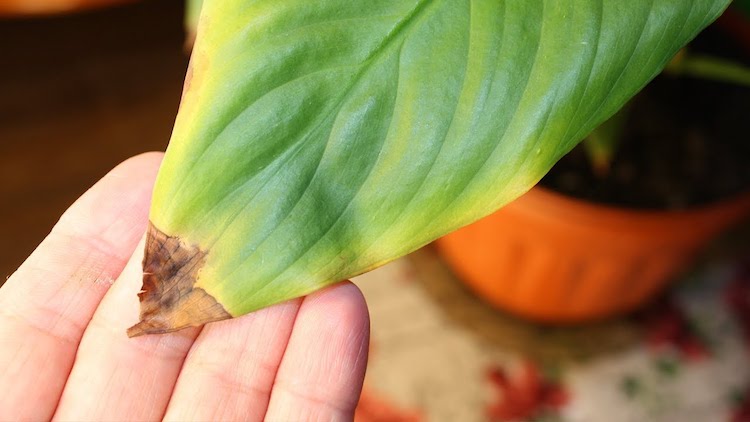 Почему сохнут кончики листьев у спатифиллума