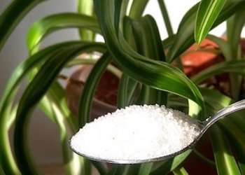 Сахарная подкормка для комнатных растений