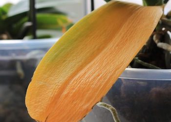 Почему желтеют и опадают листья у орхидеи?