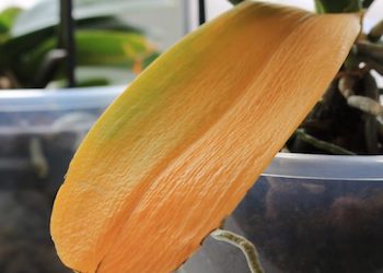 Почему желтеют и опадают листья орхидеи?