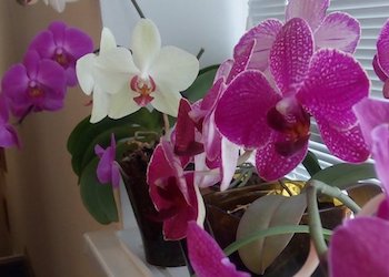 Подкормка орхидеи чесночной водой с янтарной кислотой