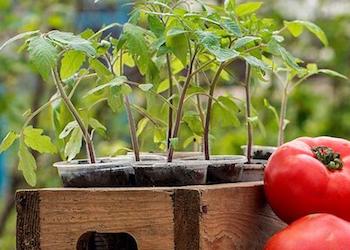 Когда сажать помидоры на рассаду в 2020 году?