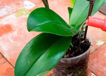 7 главных ошибок в уходе за орхидеей