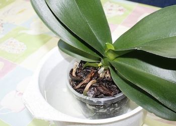 Как правильно поливать орхидею?