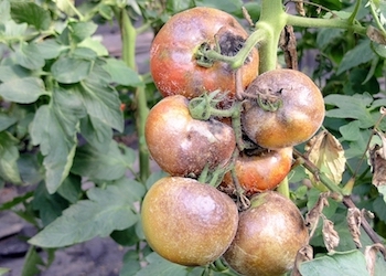5 народных средств против фитофторы на томатах
