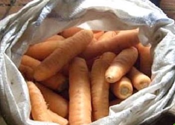 Что сделать, чтобы морковь в погребе не прорастала?
