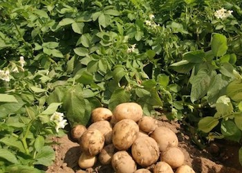 Как подготовить картофельное поле к зиме?